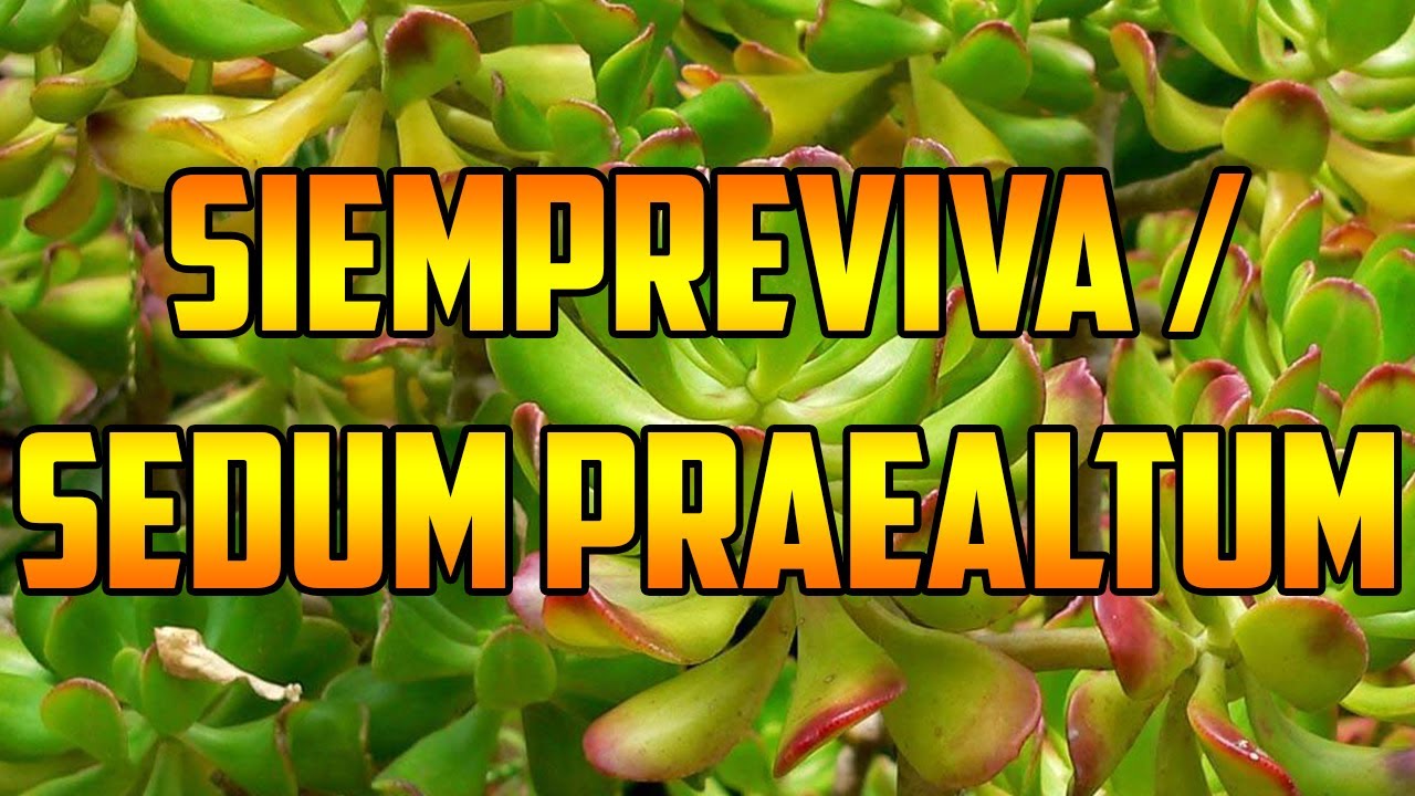Propiedades y usos de la planta de siempreviva