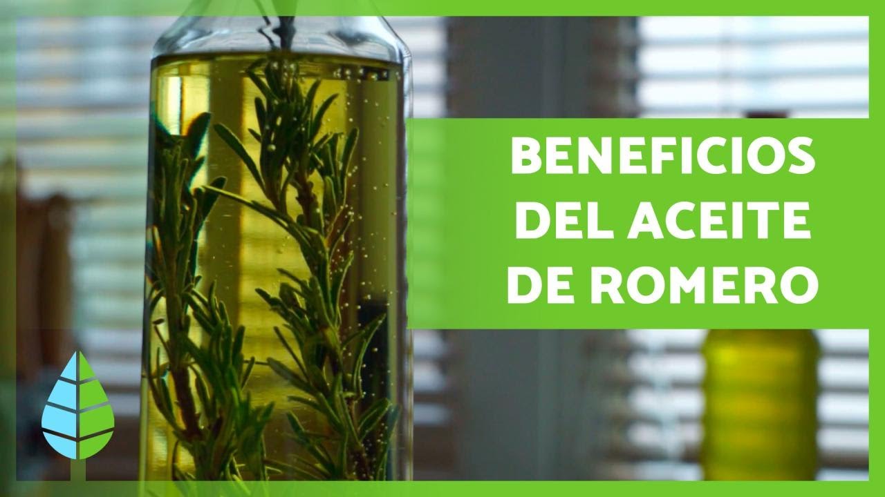 Propiedades y usos del aceite esencial de romero