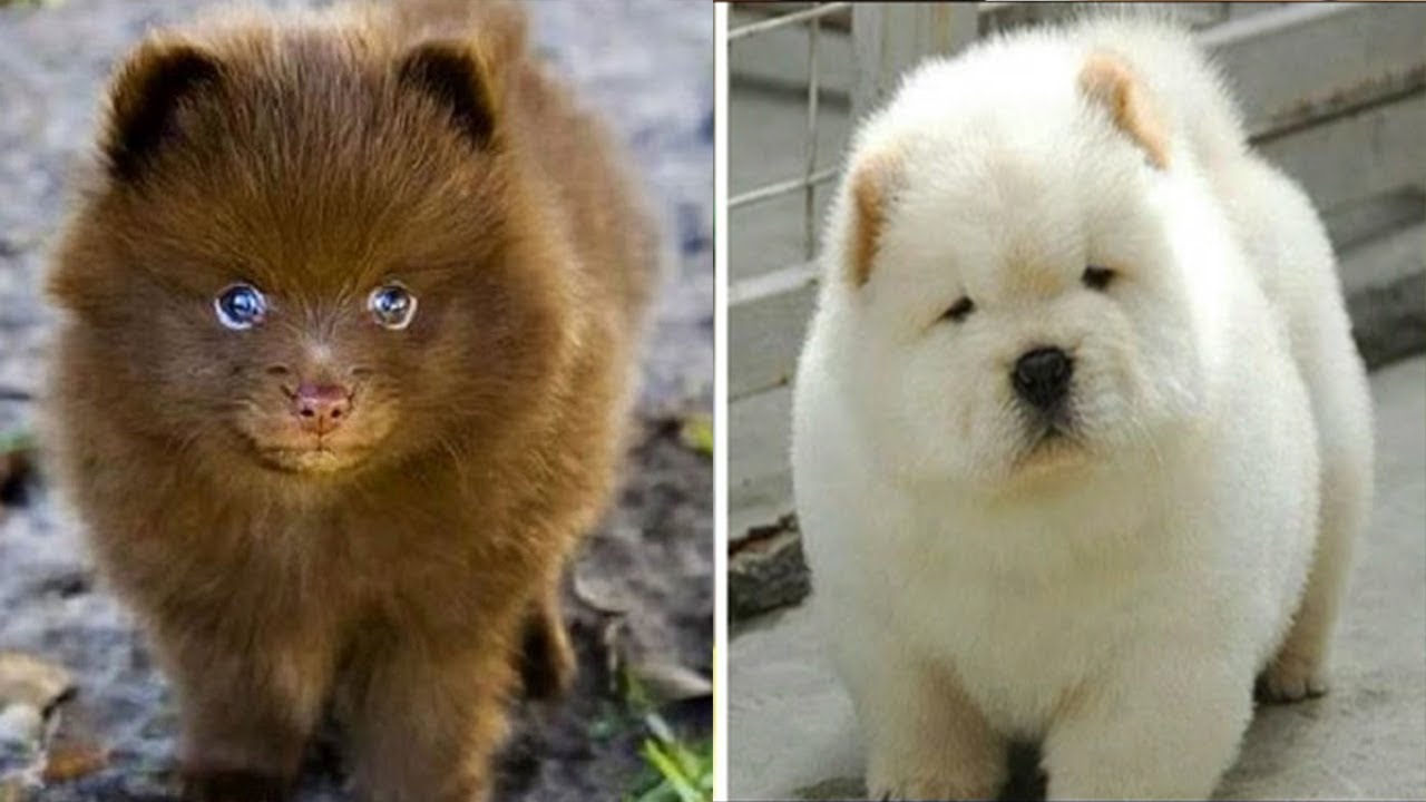 Raza de perro que se asemeja a un oso