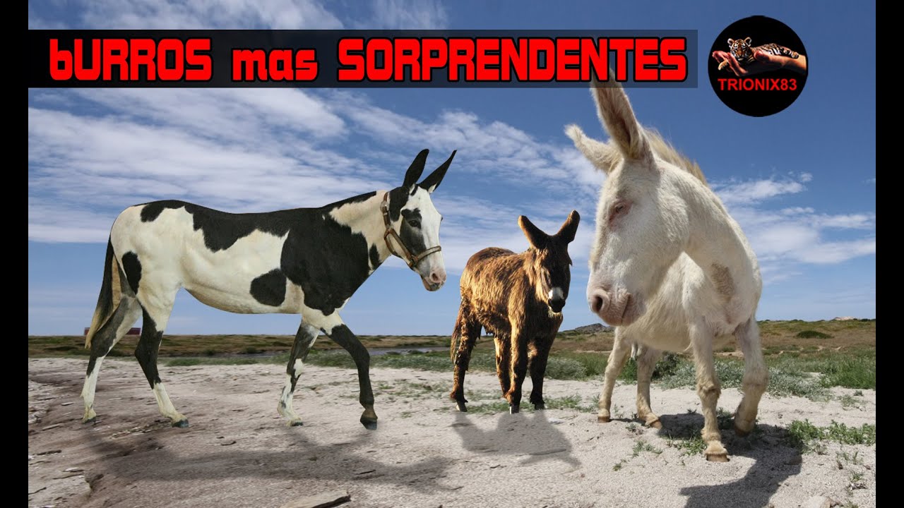 Razas de asnos en el mundo
