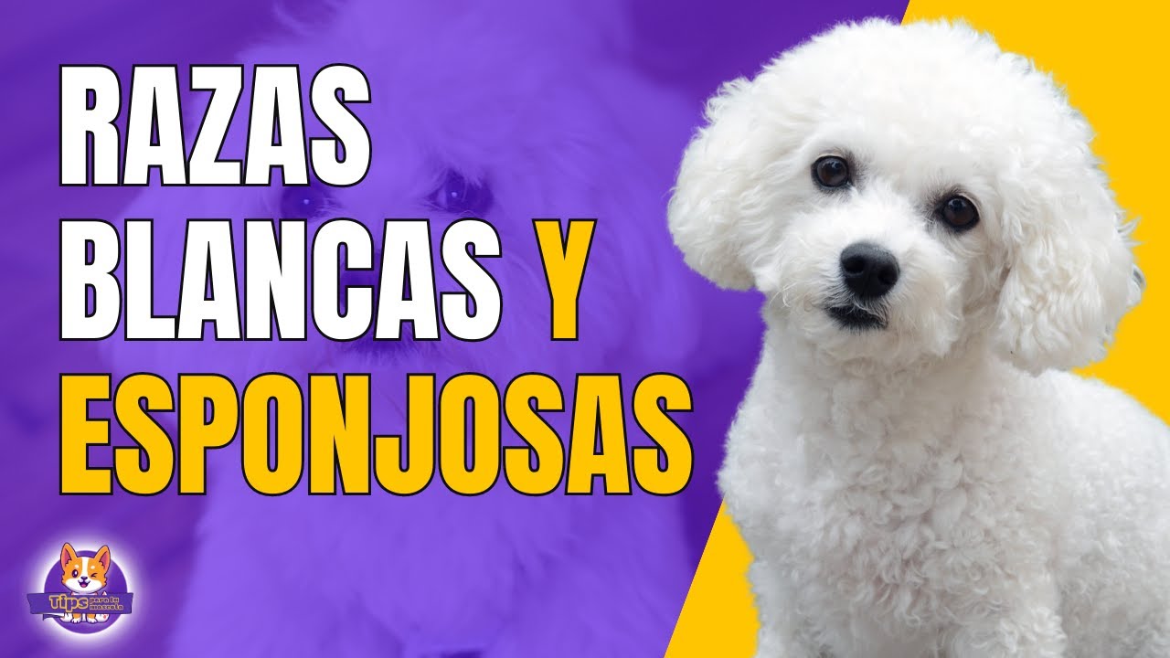 Razas de perros pequeños y peludos que enamoran