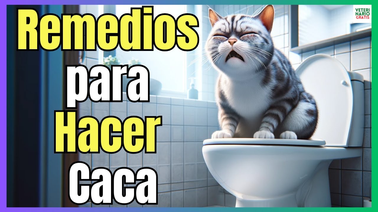 Remedios caseros para el estreñimiento en gatos