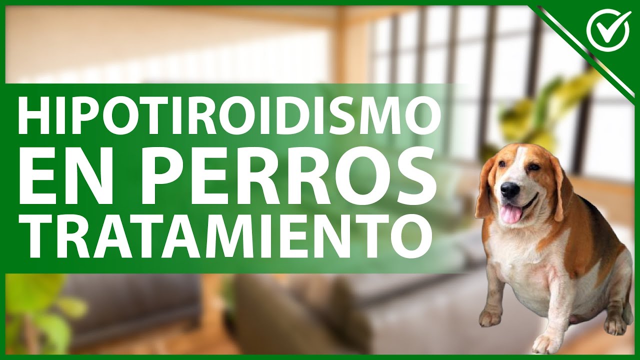 Remedios caseros para tiroides en perros