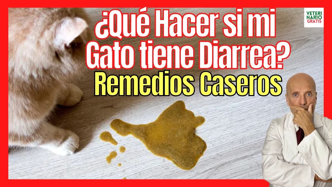 Remedios naturales para tratar la diarrea en gatos