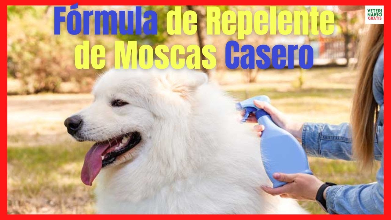Repeler moscas de perros: trucos efectivos