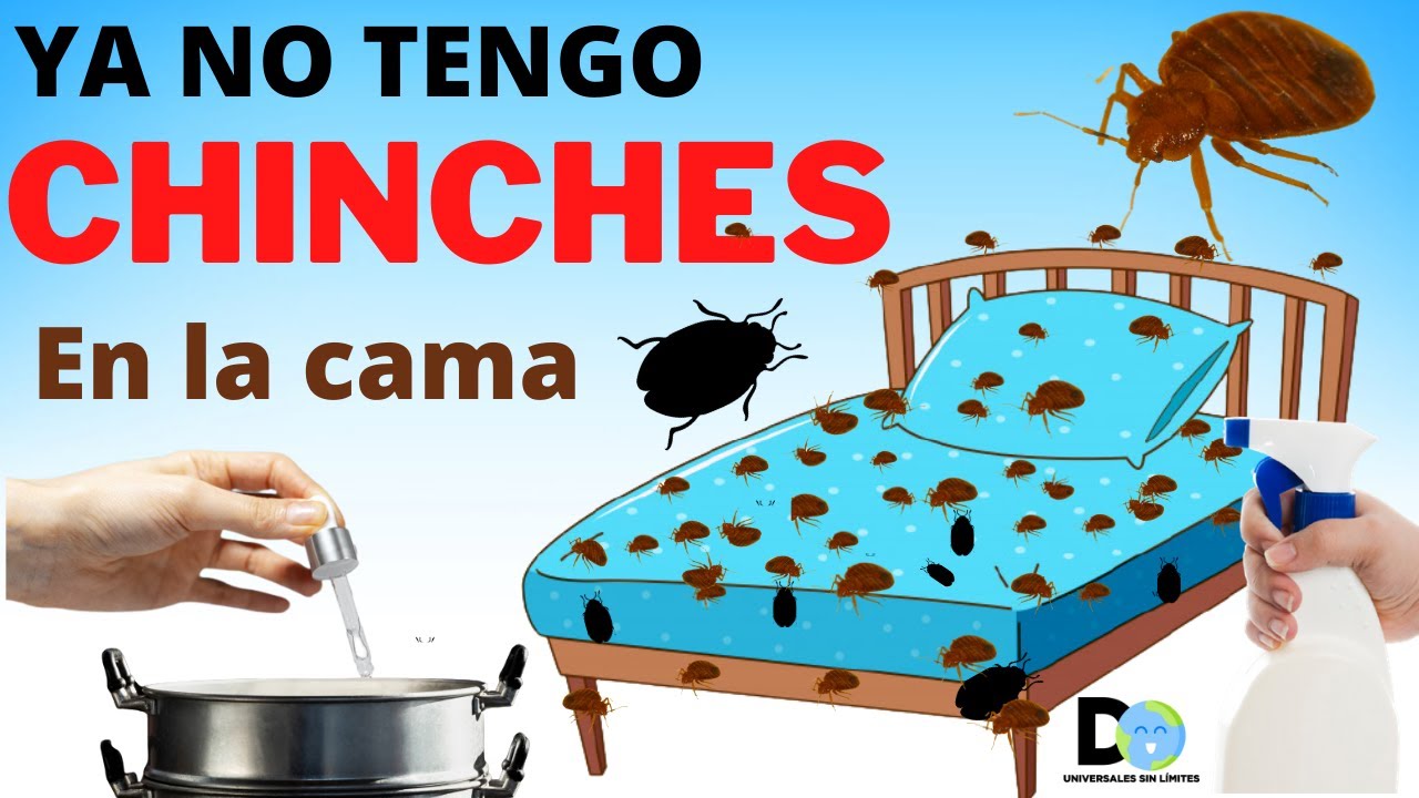 Reproducción rápida de las chinches