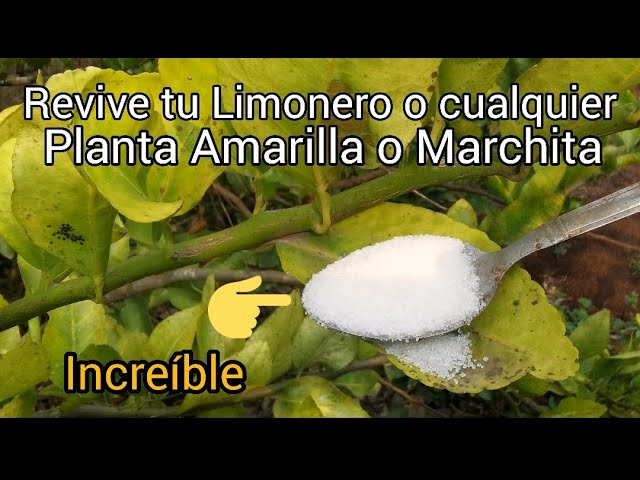 Rescate vegetal: cómo salvar un pomelo marchito