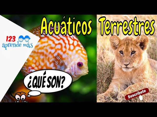 Semejanzas entre animales acuáticos y terrestres