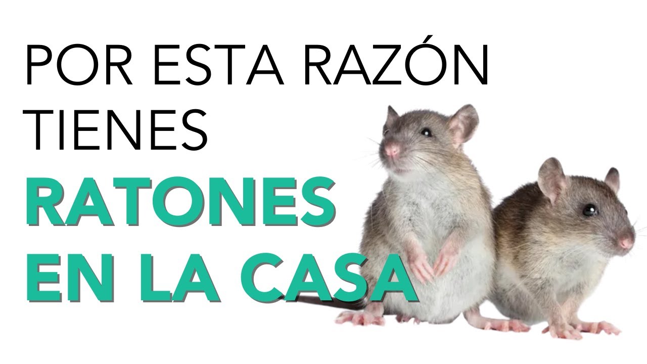 Significado de las ratas en casa