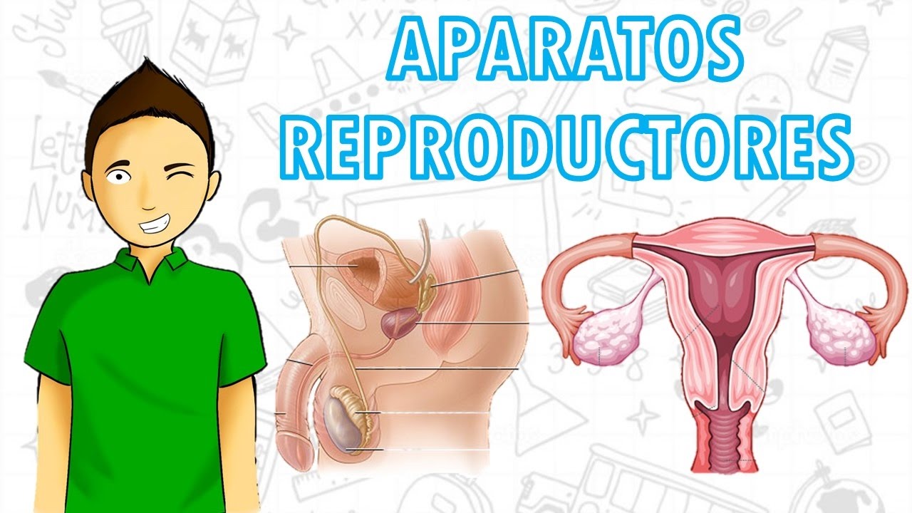 Similitudes entre los aparatos reproductores