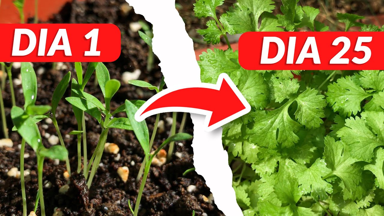 Tiempo de crecimiento del cilantro