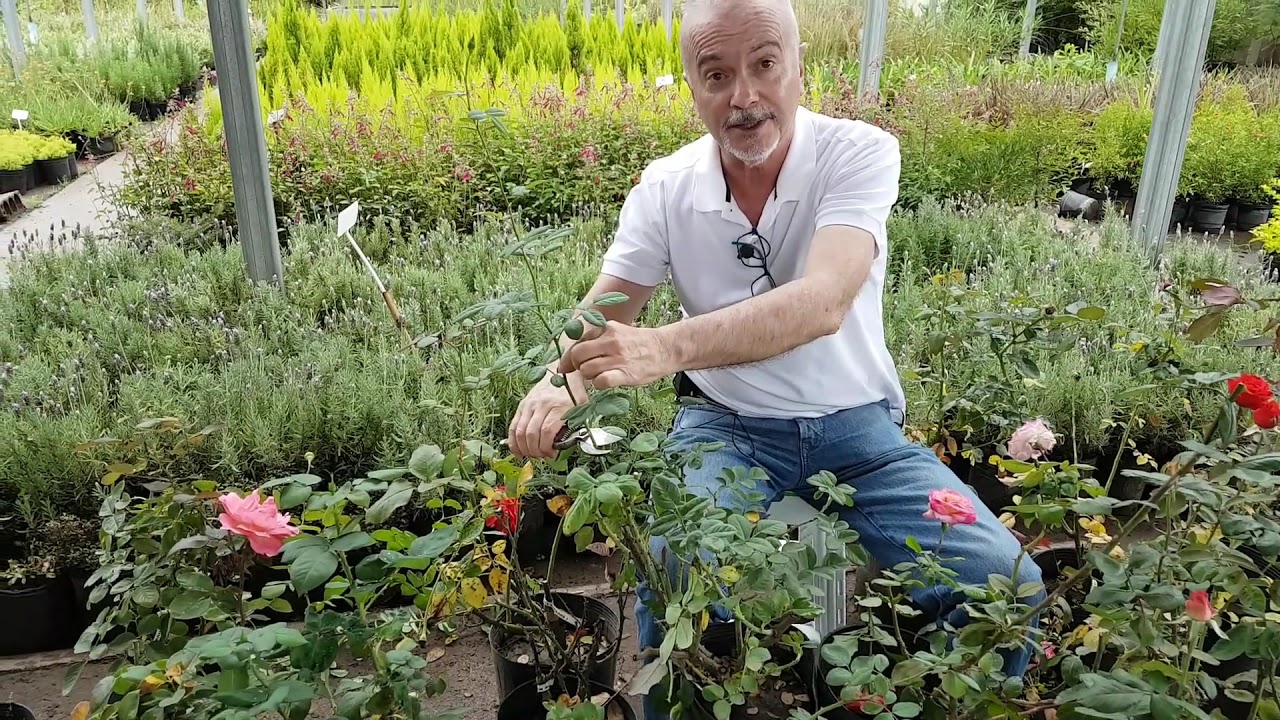 Tiempo de floración de un rosal