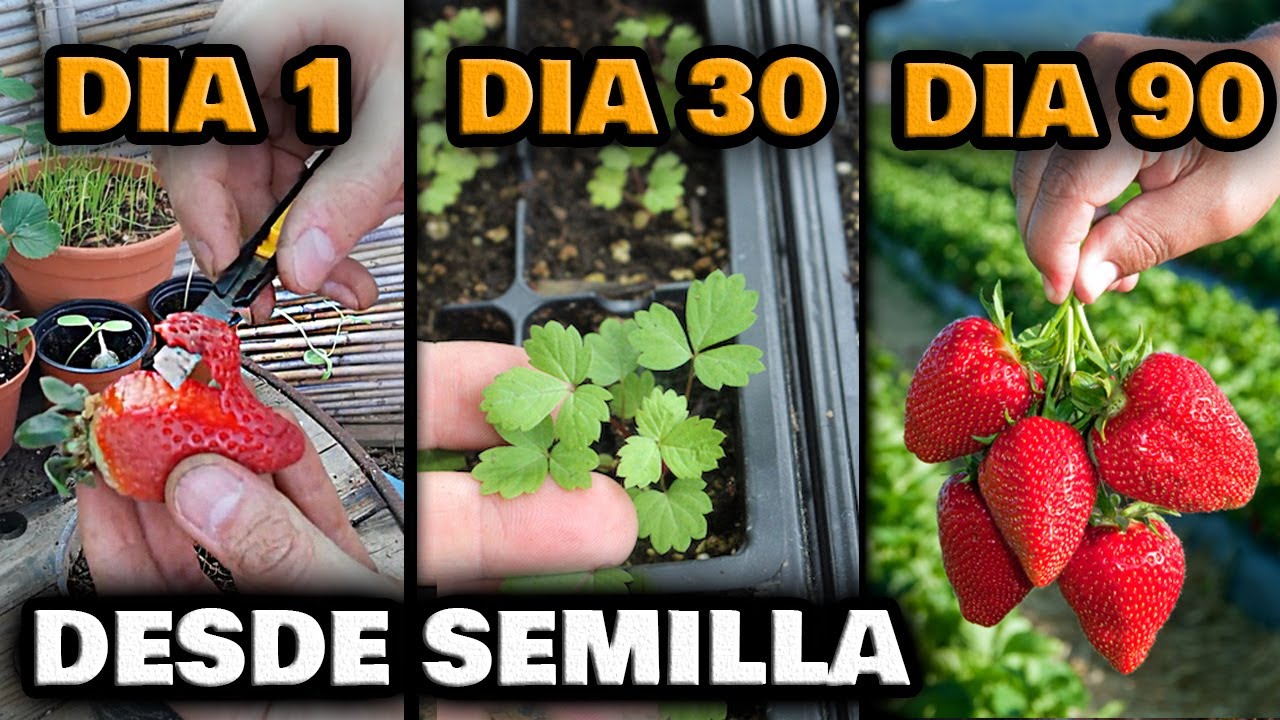 Tiempo de germinación de semilla de fresa