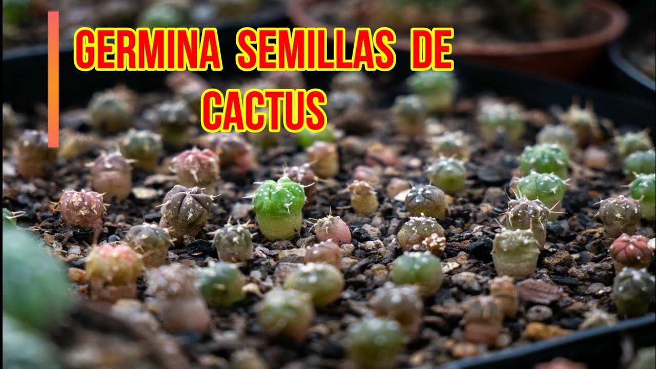 Tiempo de germinación de un cactus: ¿cuánto debes esperar?
