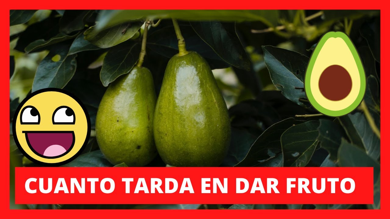 Tiempo que tarda un aguacate en dar frutos