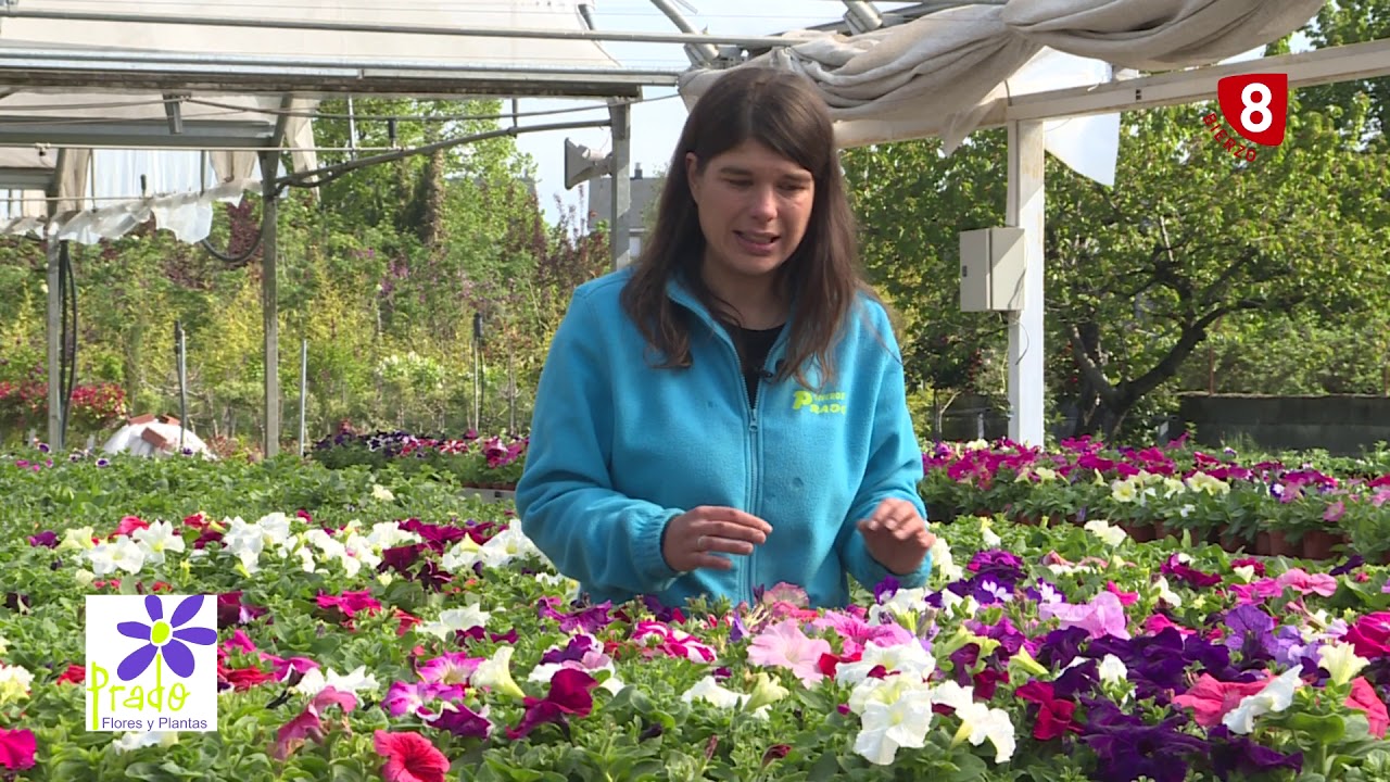 Todo sobre las petunias: sol o sombra