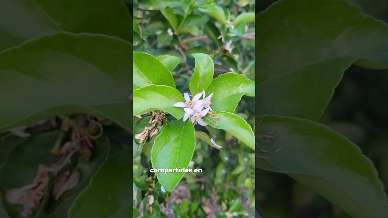 Uso de hormonas para el amarre y cuajado de frutos