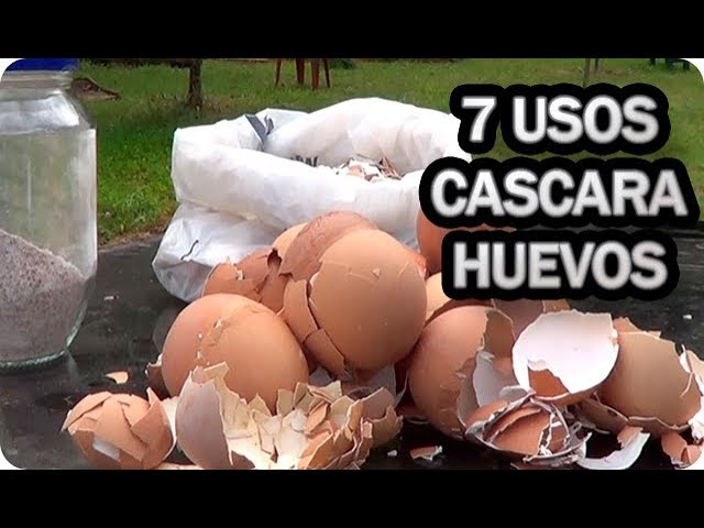 Usos creativos del cascarón de huevo