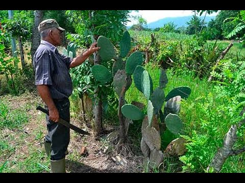 Usos medicinales de la baba de nopal