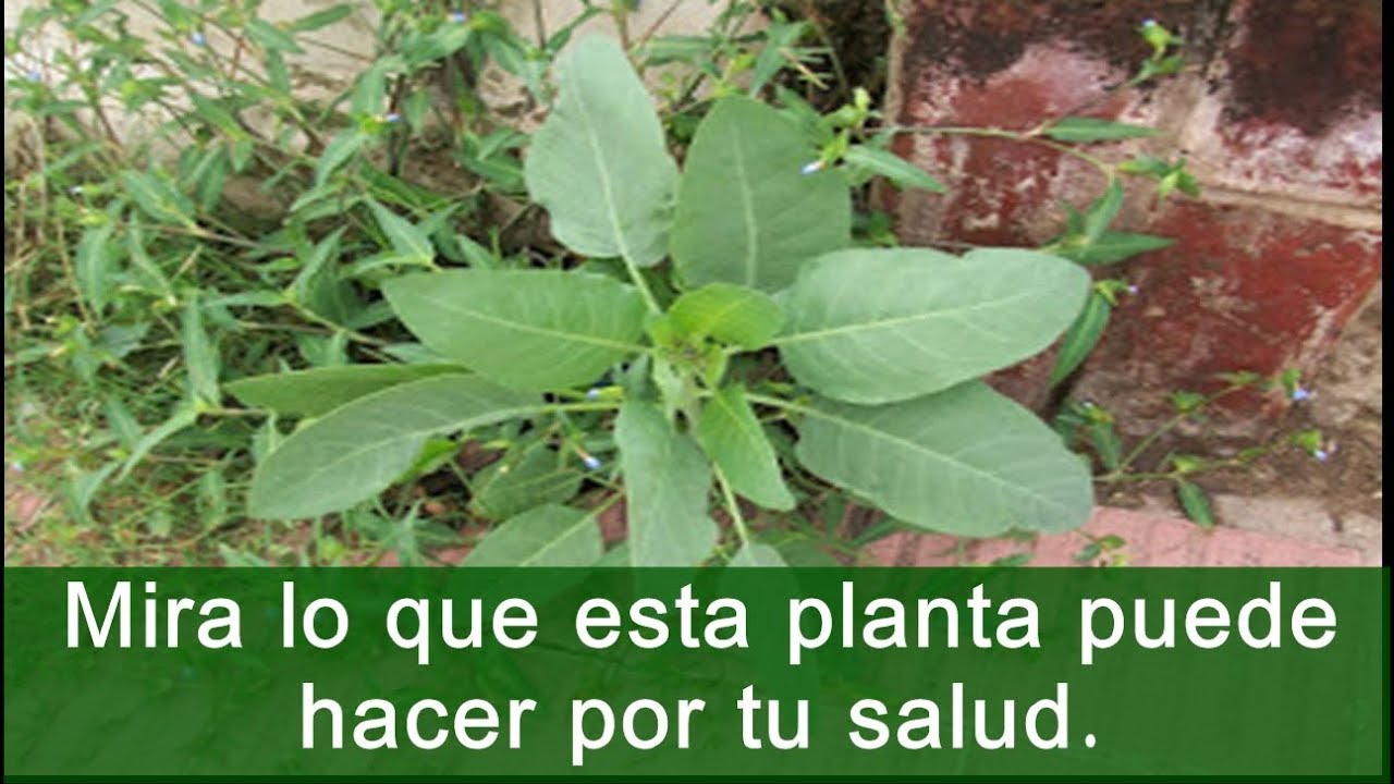 Usos medicinales de la hoja de gigante
