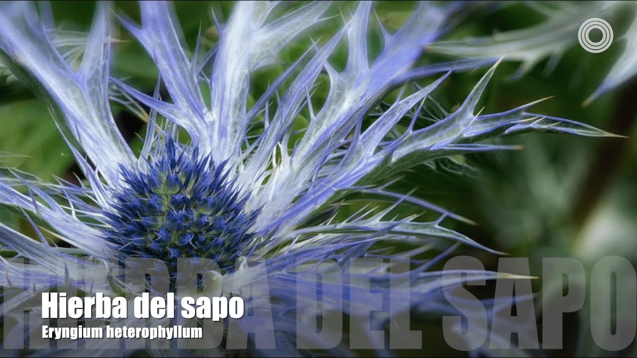 Usos medicinales de la orina de sapo