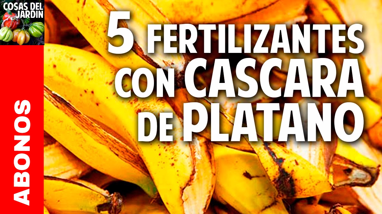 Utiliza cáscara de plátano para tus plantas