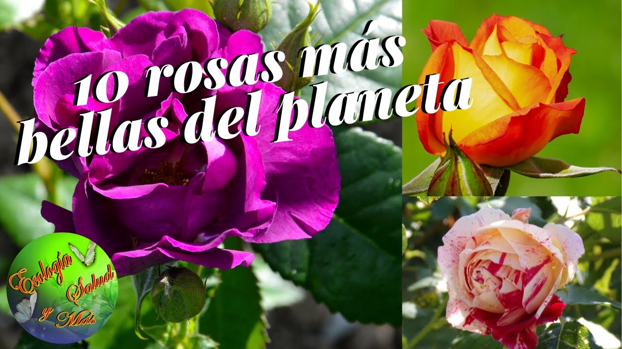 Variedades de color rosa y sus nombres