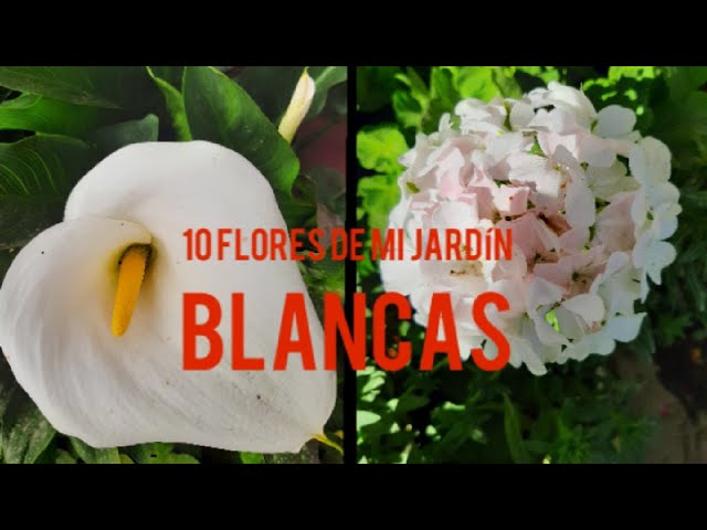 Variedades de flores blancas y sus nombres