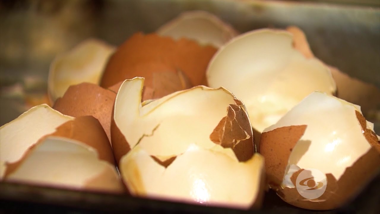 Ventajas de poner huevos con cáscara para las aves