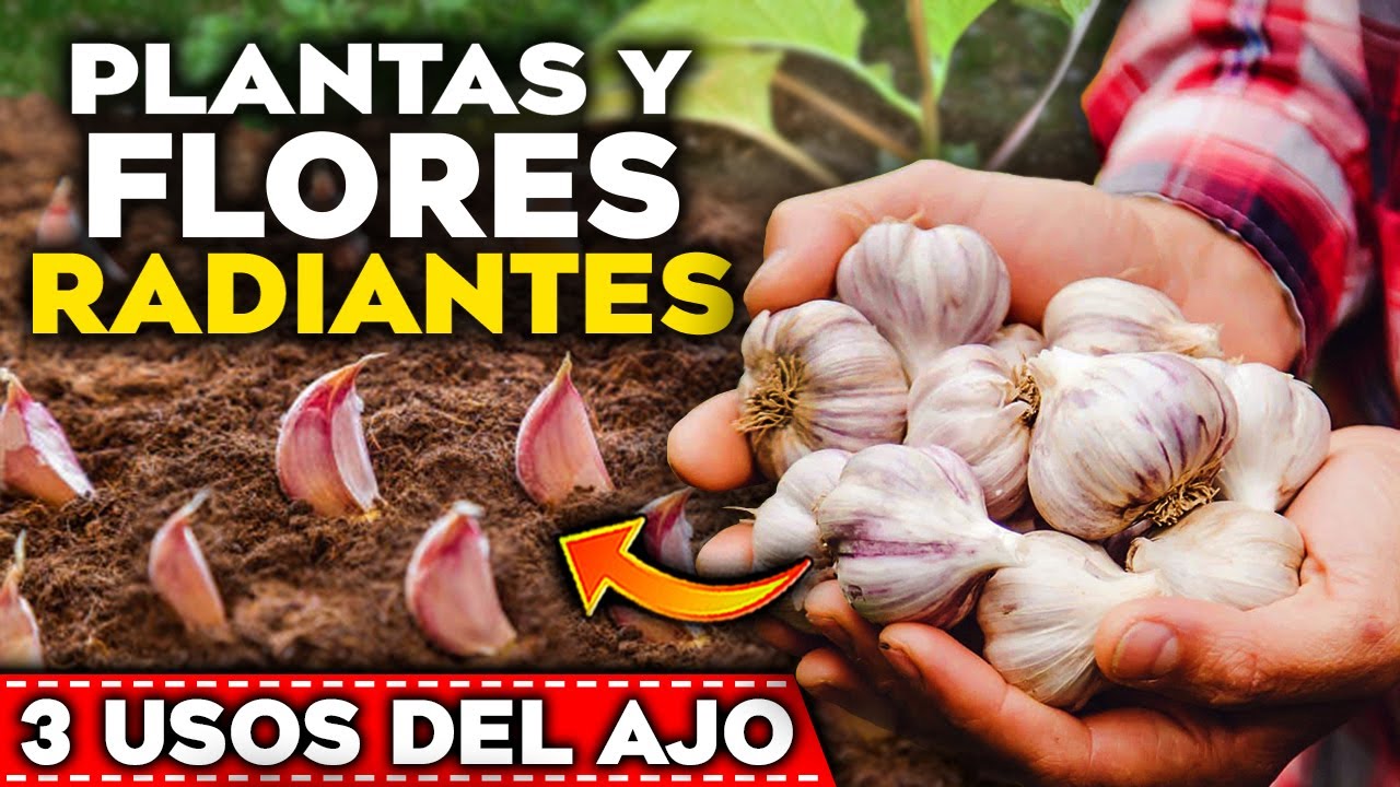 Ventajas del ajo para las plantas