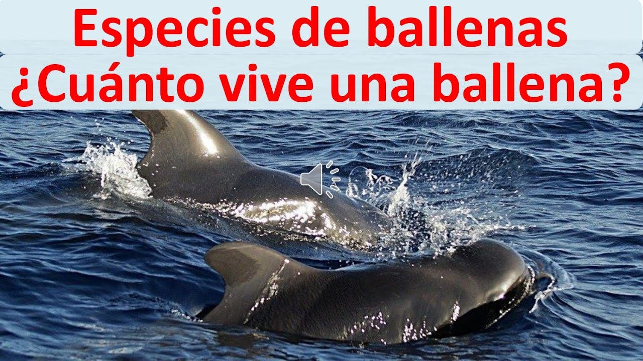 Vida promedio de las ballenas