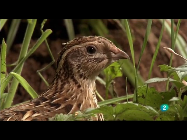 Vida salvaje en las montañas: animales y plantas