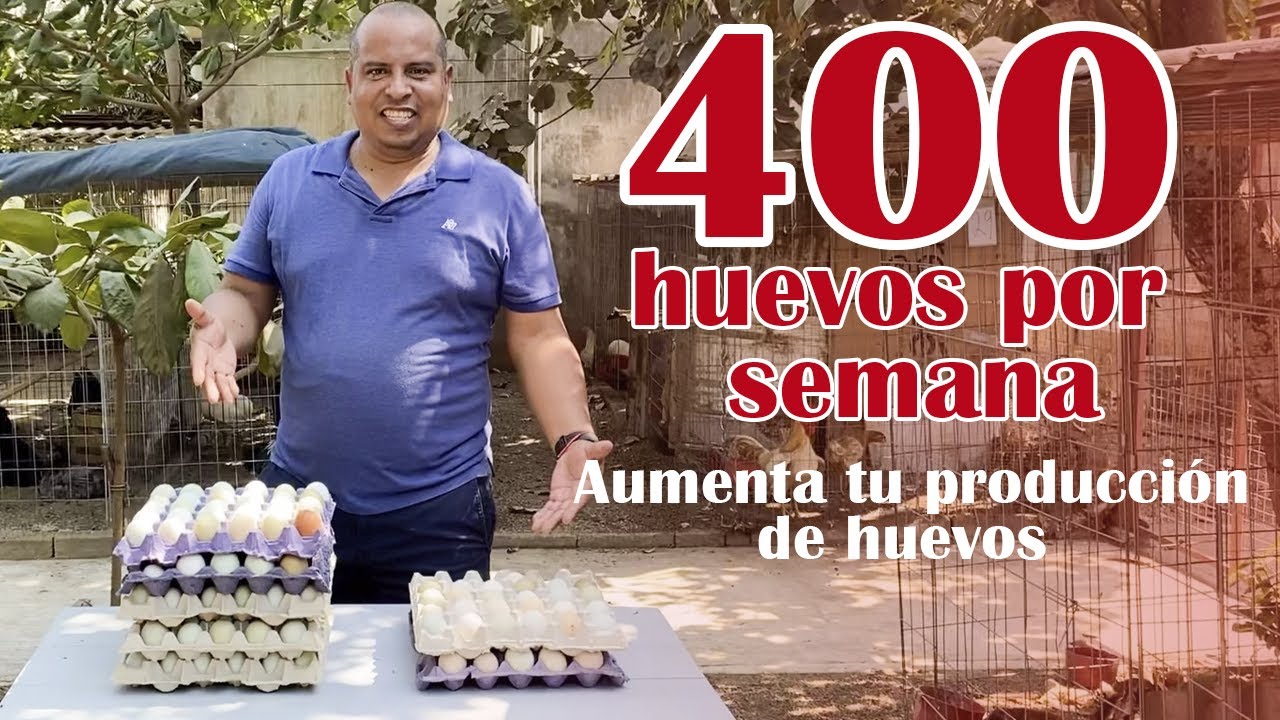 Vitaminas para aumentar la producción de huevos en gallinas