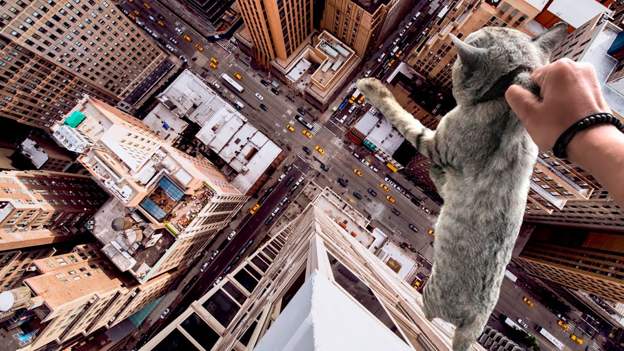 ¿7 u 9 vidas tiene un gato? Descubre el misterio detrás del dicho