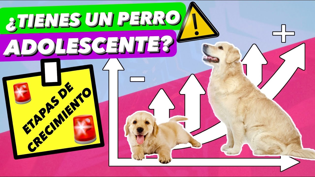 ¿A qué edad un perro se considera adulto?