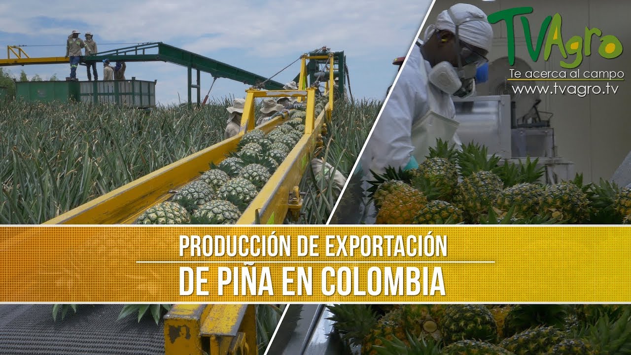 ¿Cómo se dice piña en Colombia?