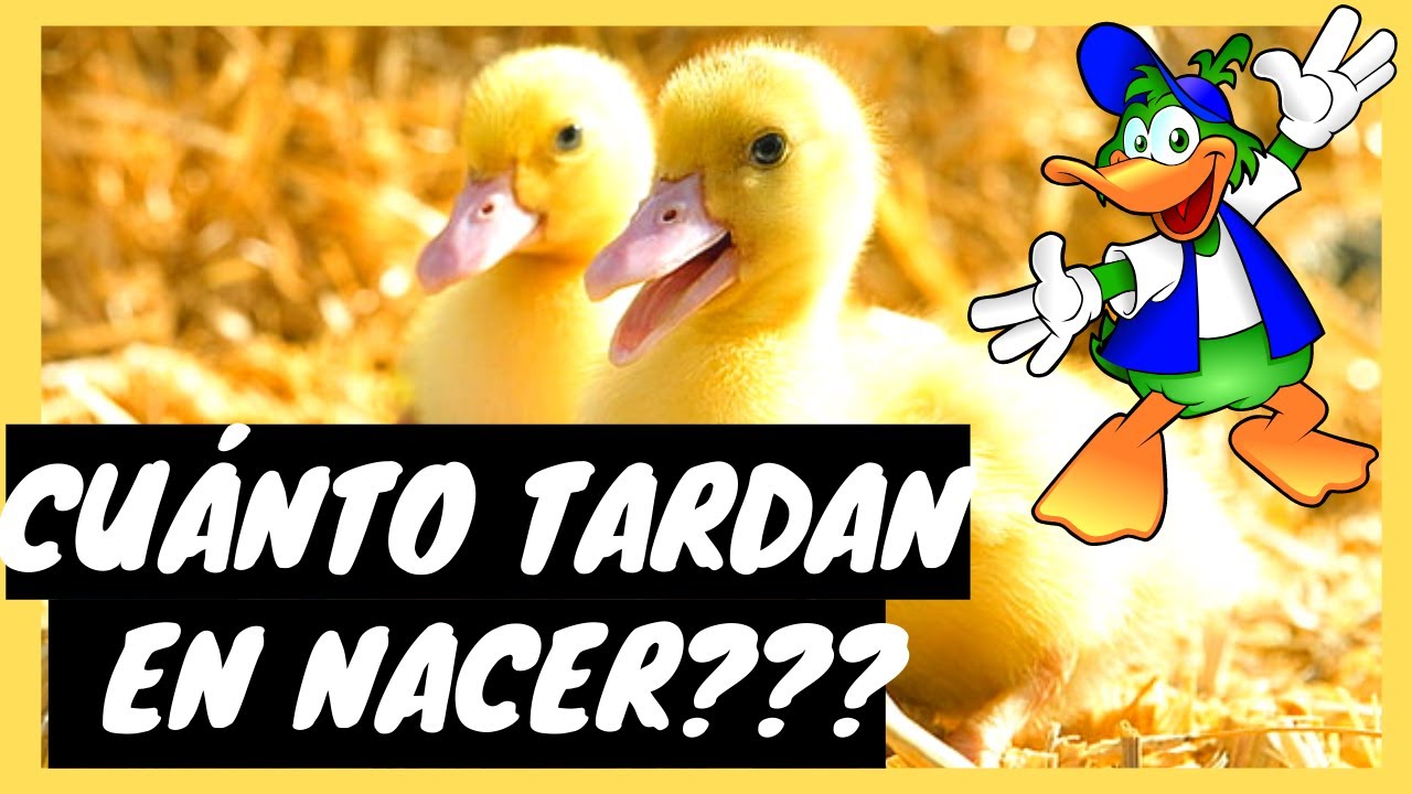¿Cuánto dura una pata echada?