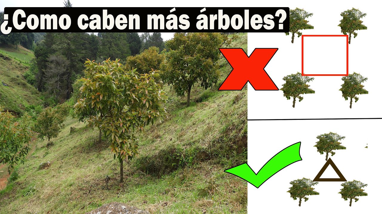 ¿Cuántos árboles de aguacate caben en una hectárea?