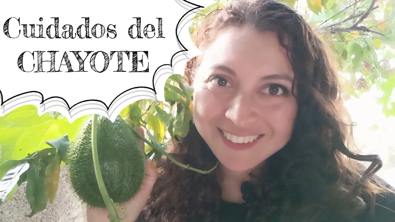 ¿El chayote necesita sol o sombra?