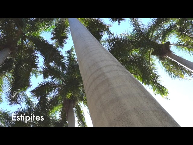 ¿Las palmas son árboles o arbustos?