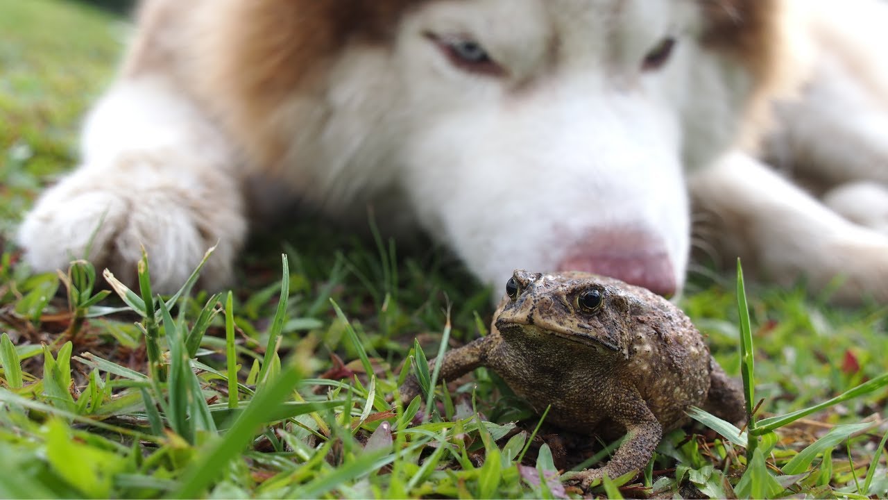 ¿Qué hacer si tu perro muerde un sapo?