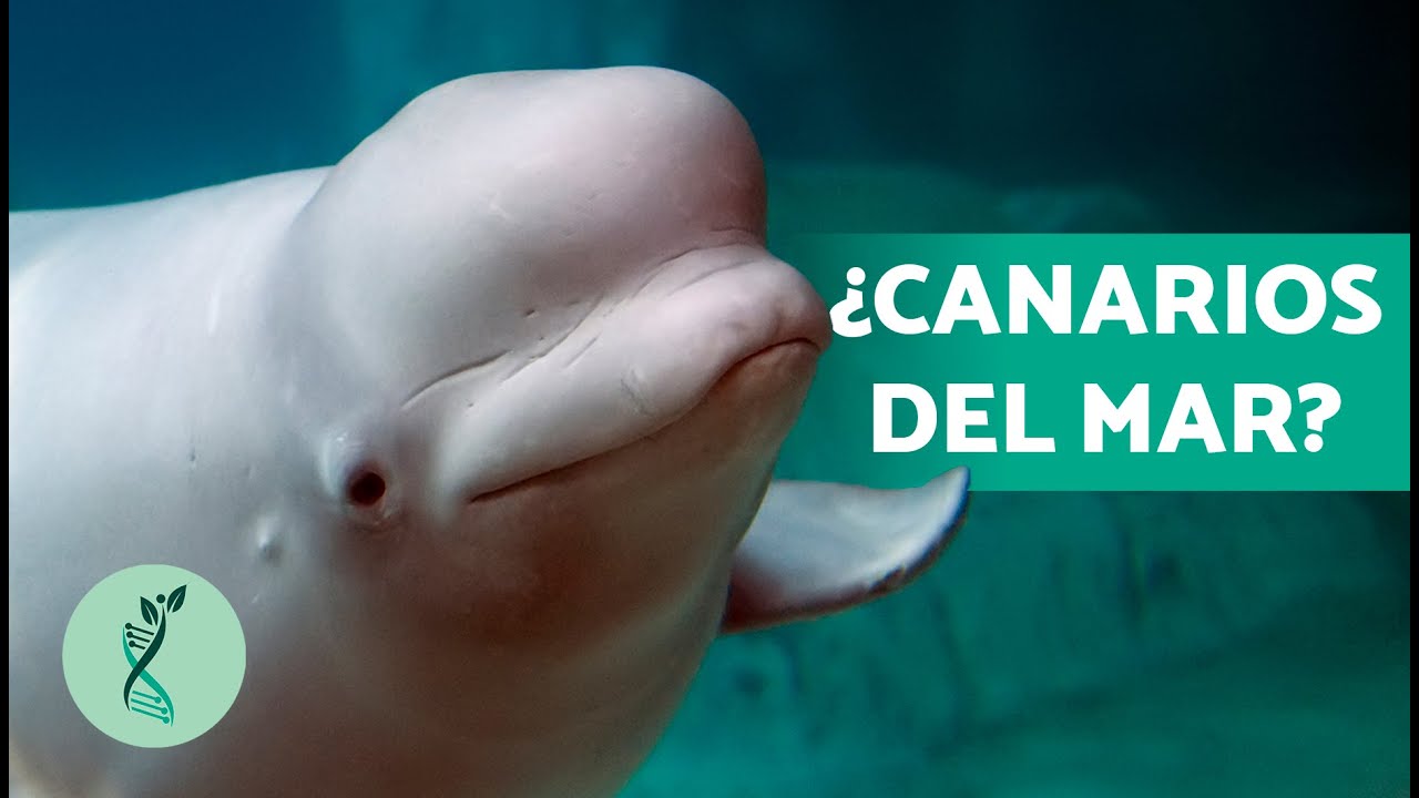¿Sabías que las belugas están en peligro de extinción?